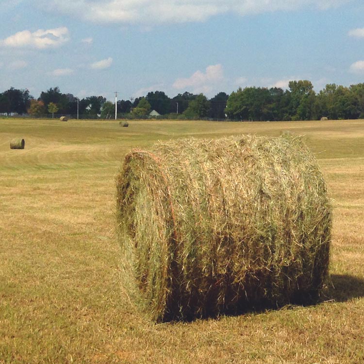 GFB Hay Directory